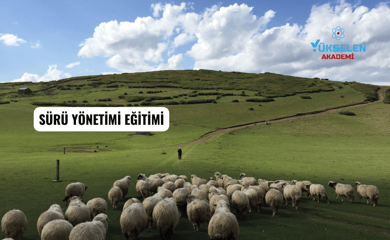 Sürü Yönetimi Eğitimi